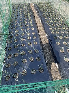玉ねぎ
