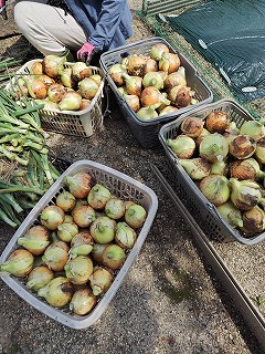 玉ねぎ