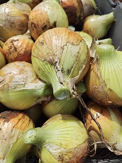 玉ねぎ